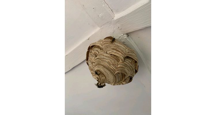 51 wasps nest treated 1st week in July across Norfolk and Suffolk