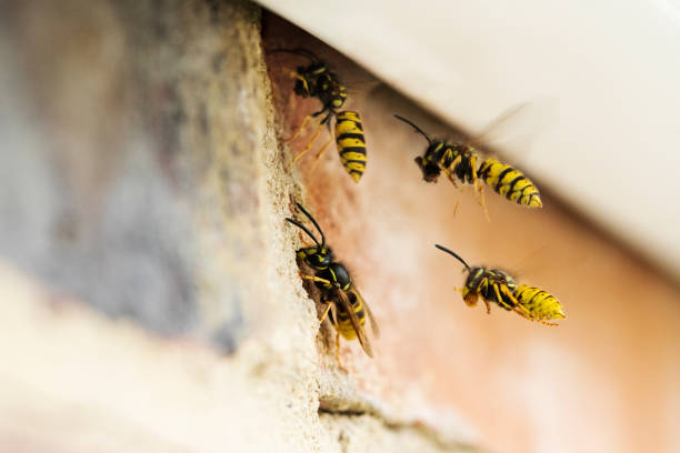 Wasps and Hornet Facts