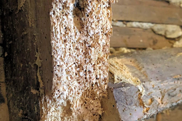 Signs you have Woodworm