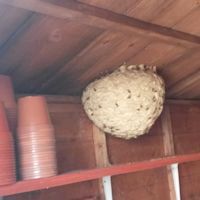 Hornet Nest in a Garden Shed