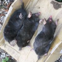 Moles caught