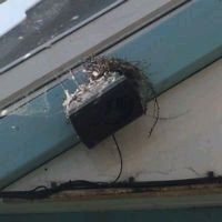 Pigeon Nesting in a Shopping Centre