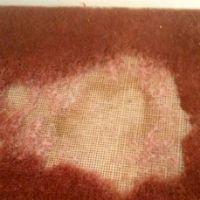 Carpet fibres have been eaten away