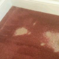 Carpet Moth larvae damage
