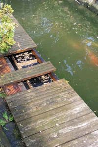Wasp nest removal from decking near a fish pond