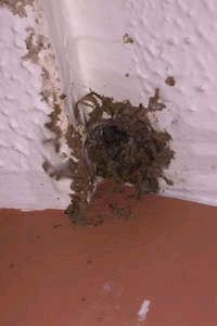 Wasp Nest removal from a ceiling cavity