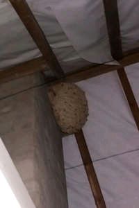 Wasp nest removal from a loft