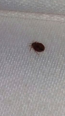 Bed Bug singular