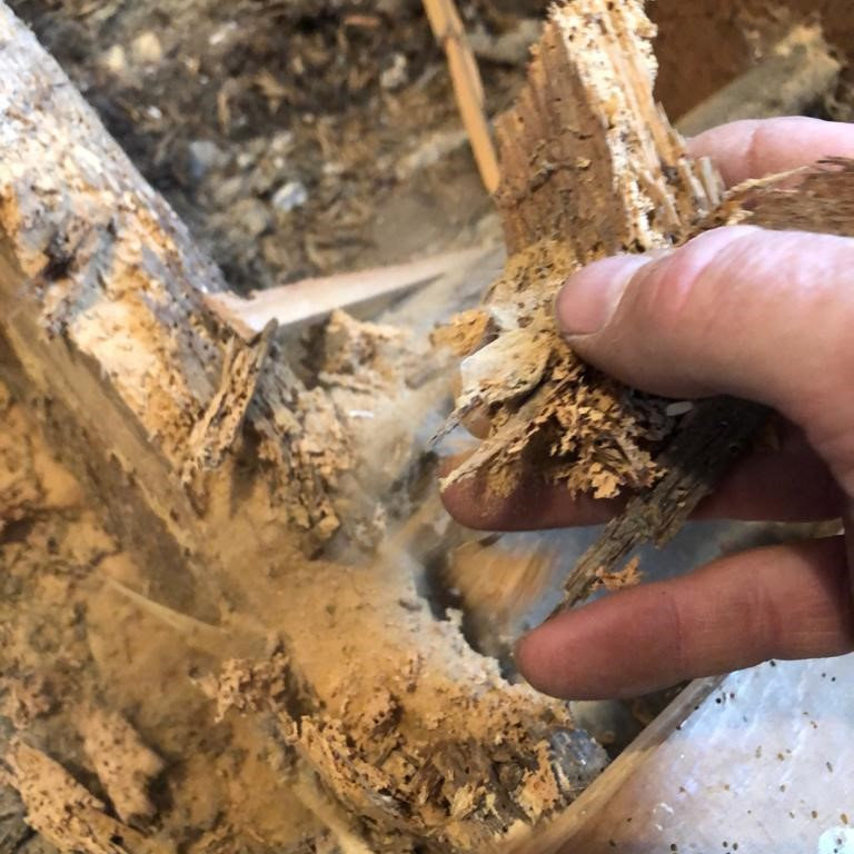 Woodworm - Eaten Timbers