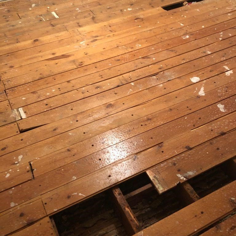 Woodworm investigation under floorboards