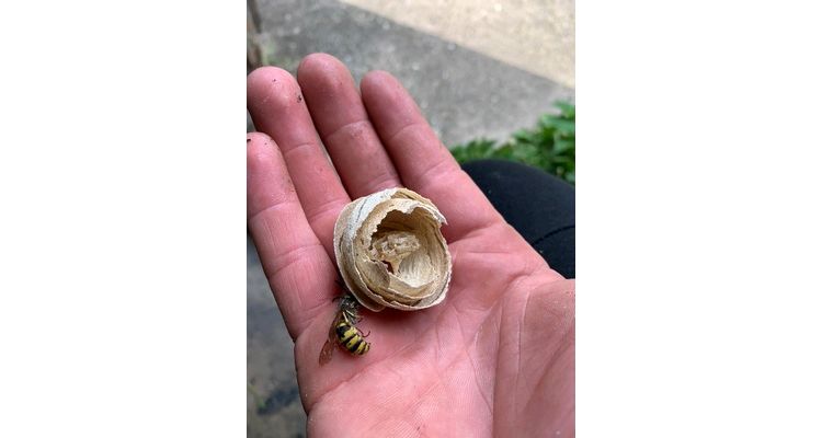 Wasp nest season started in a village outside Norwich Norfolk 24th May 