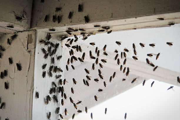 Fly and Cluster Fly Facts