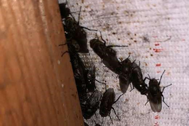 Signs you have Flies or Cluster Flies