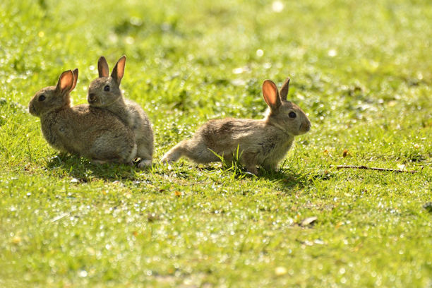 Rabbit Facts