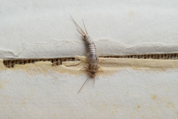 Signs you have Silverfish