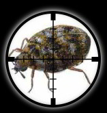 Carpet Beetles