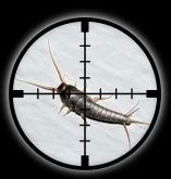 Silverfish