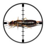 Earwigs