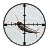 Silverfish