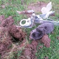 Removing a sprung mole trap