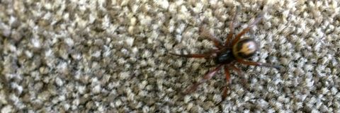 False Widow Spider