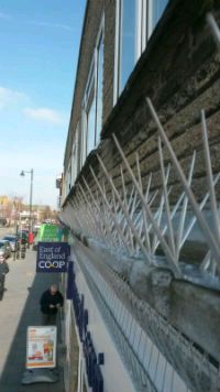 Bird Spikes installed to Shop frontage in Gorleston Norfolk