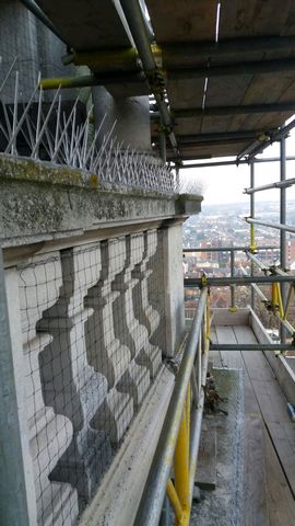 Bird Proofing at Colchester Town Hall