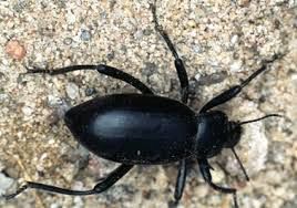 Darkling Beetle