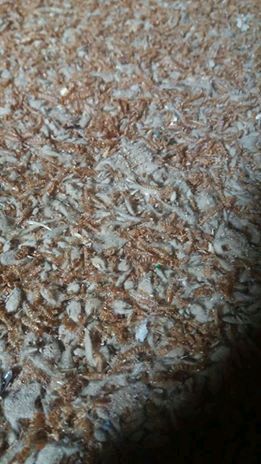 Mealworm1