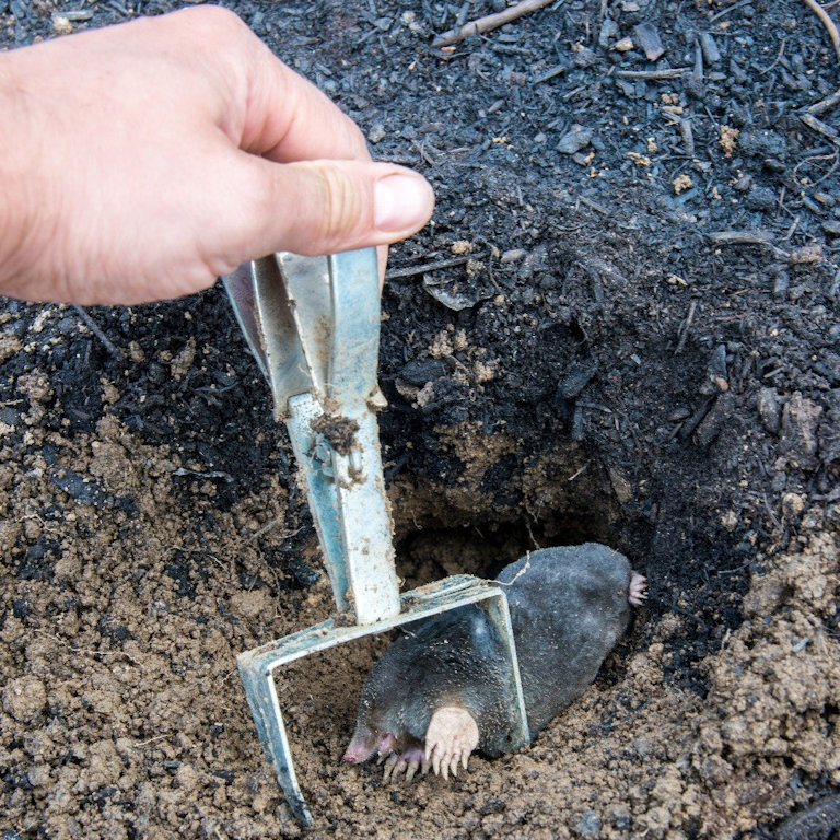 Mole caught in a scissor trap