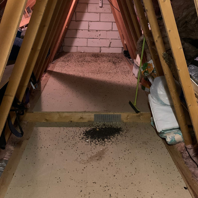 Cluster Flies Dead in a loft void