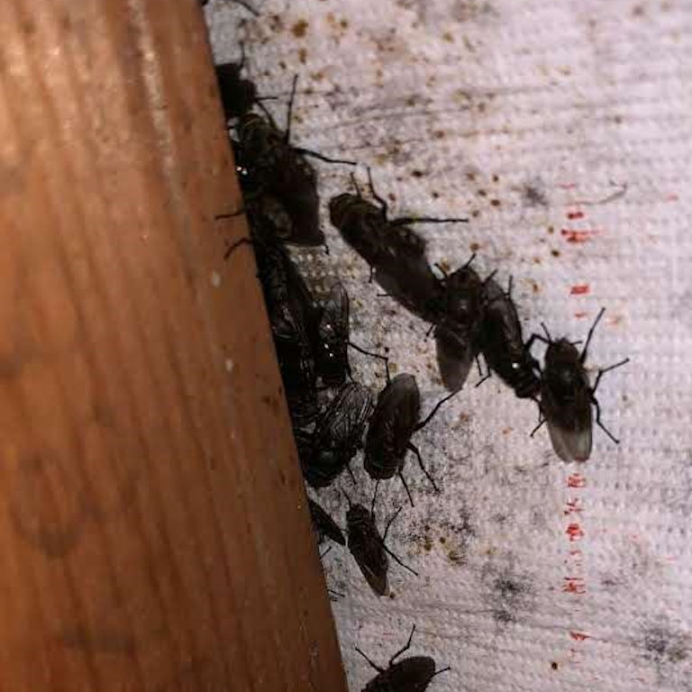 Cluster Flies on underside of Roofing Felt