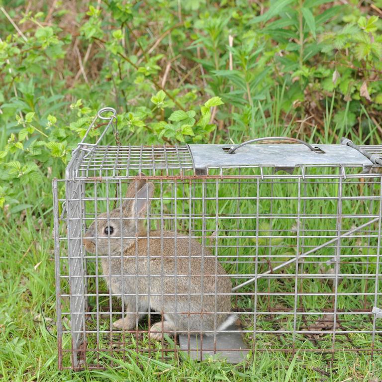 Trapped Rabbit