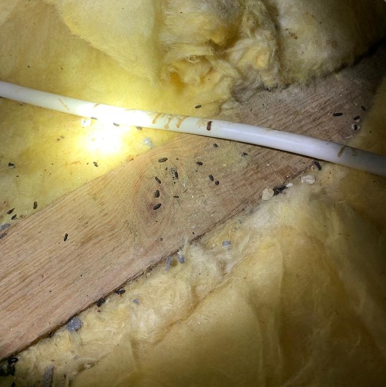 Mice Pest Control Mice Mouse Exterminator