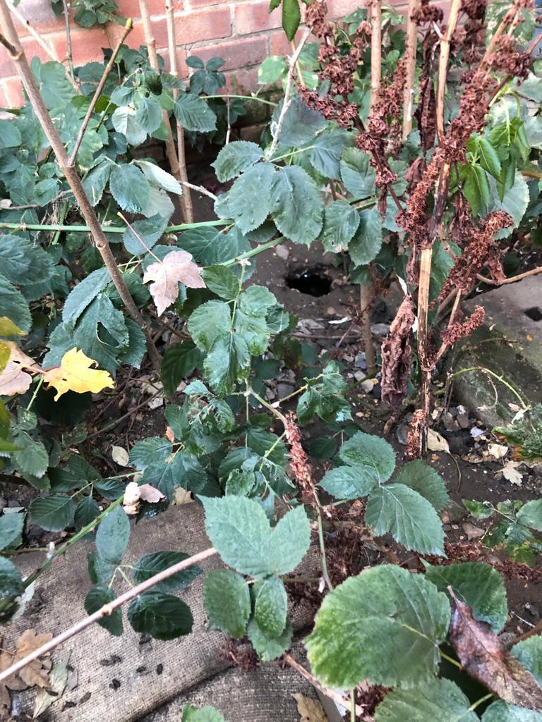 Rat Hole and droppings