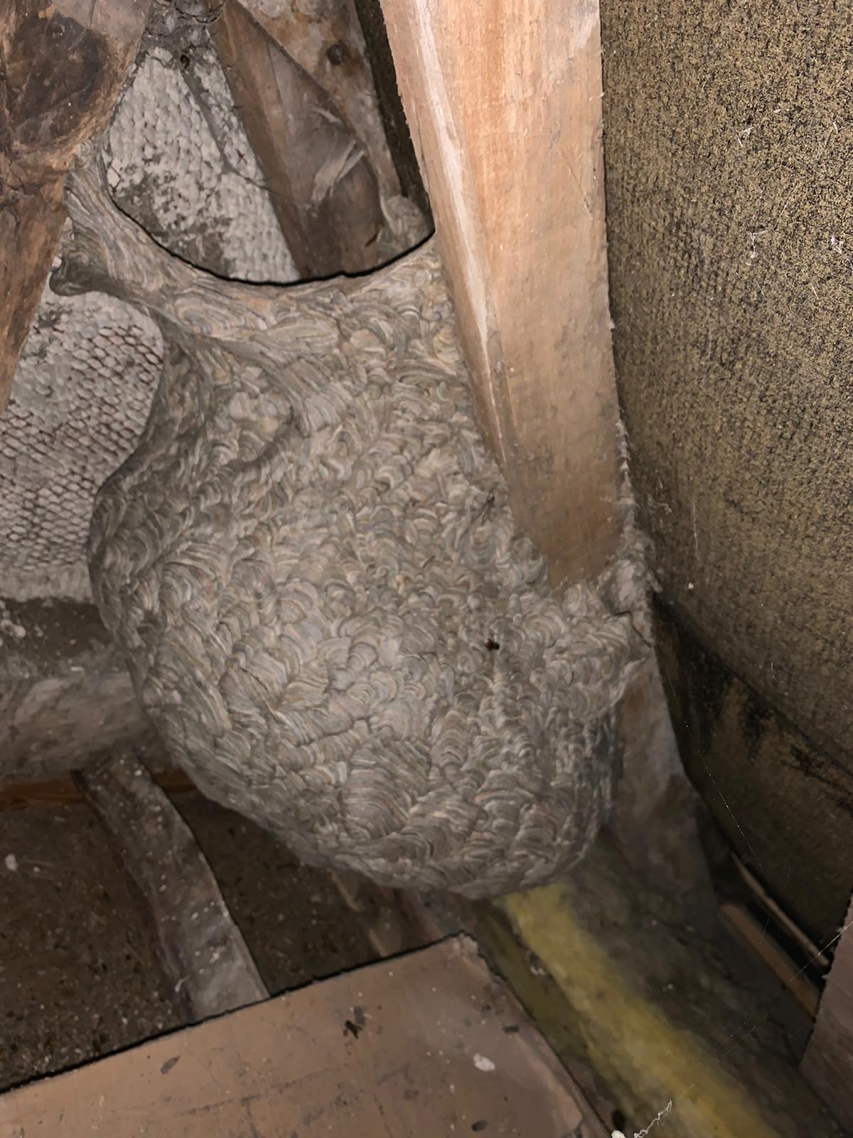 Wasps Nest 1