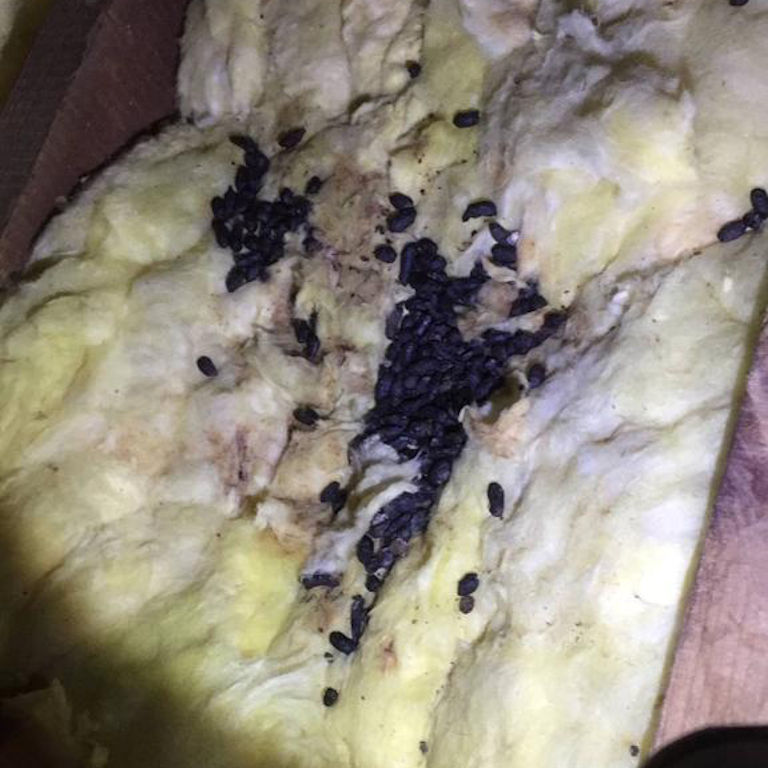 Squirrels Pest Control Squirrels Squirrel Control