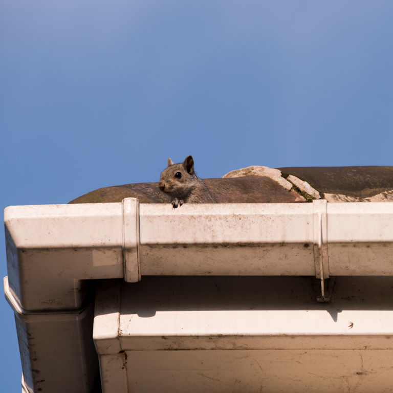 Squirrels Pest Control Squirrels Squirrel Control