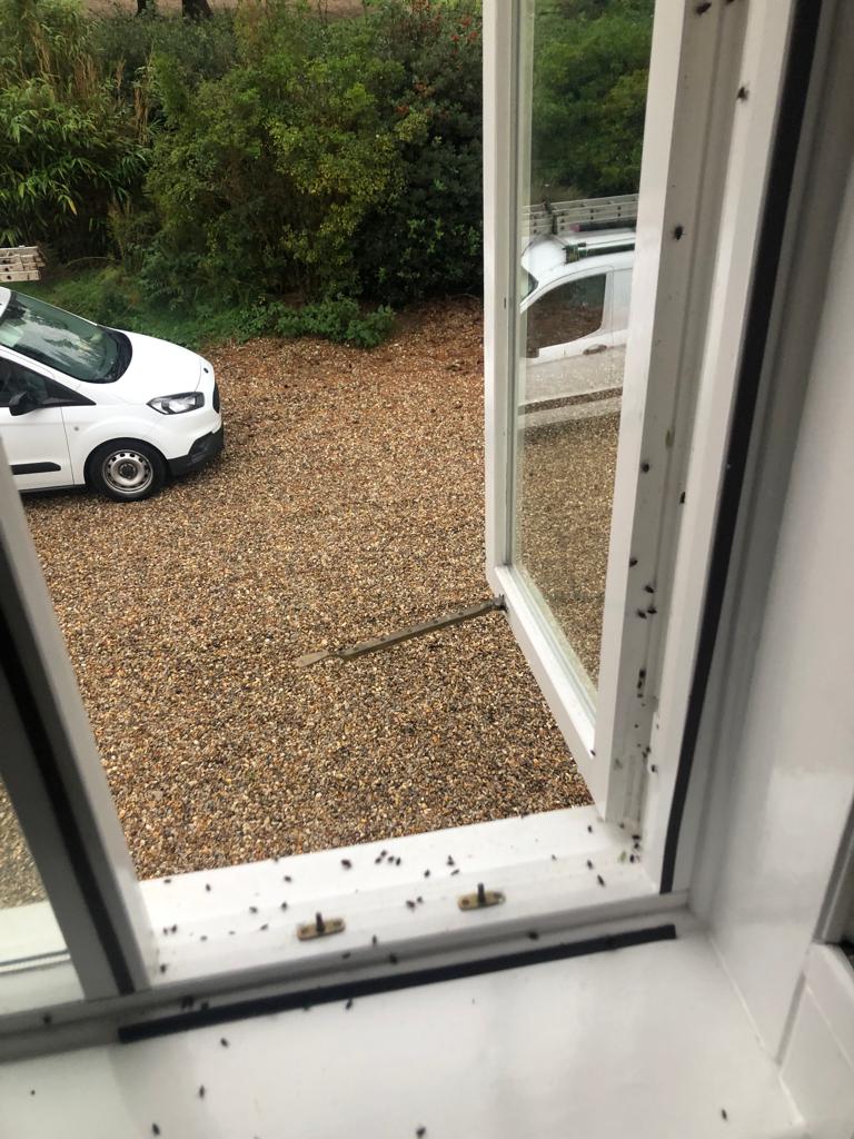 Cluster flies open window