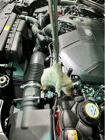 range rover rat