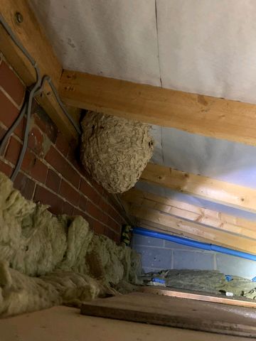 Wasps nest July 2022 2