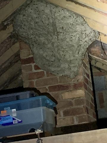 Wasps nest August 2022